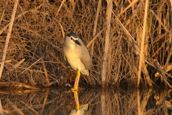 Black-crowned Night-Heron