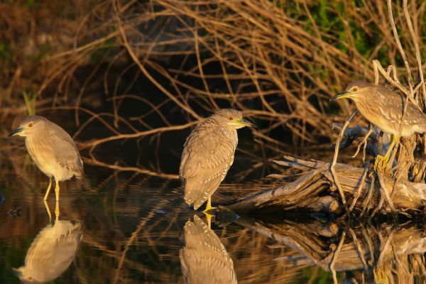 Black-crowned Night-Heron