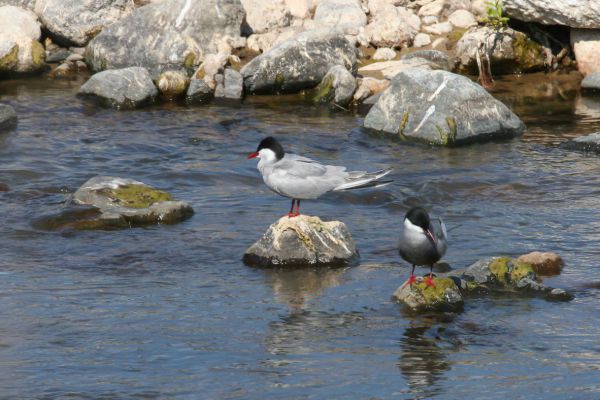 Arctic Tern