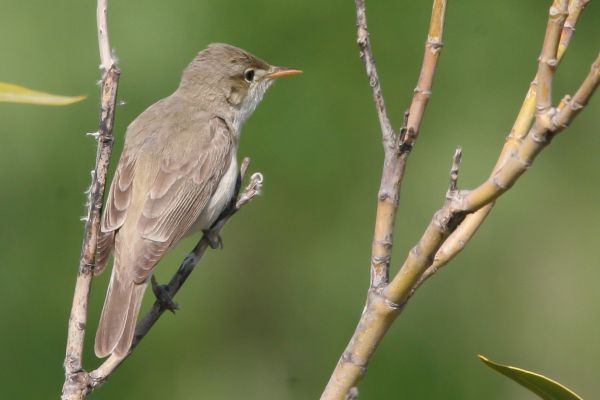 Eastern Olivaceous Warbler
