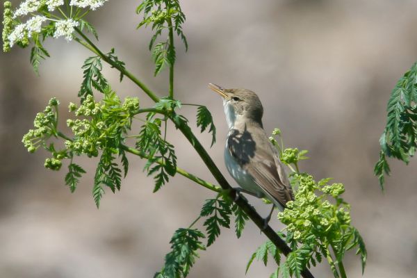 Eastern Olivaceous Warbler