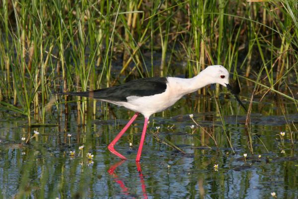 Black-winged or Ceylon Stilt