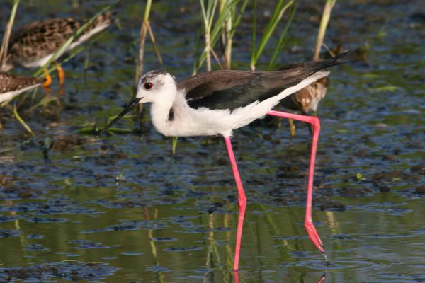 Black-winged or Ceylon Stilt