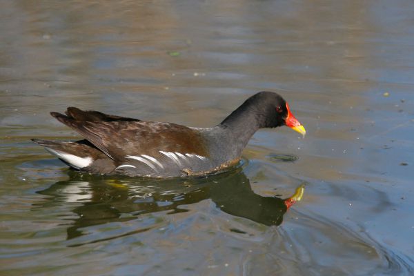 Common Moorhen
