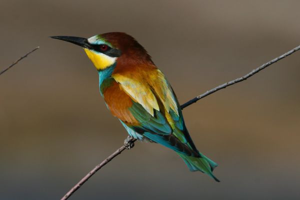 European Bee-eater