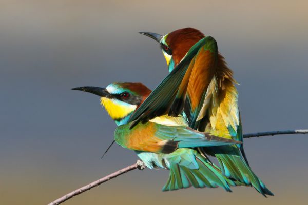 European Bee-eater