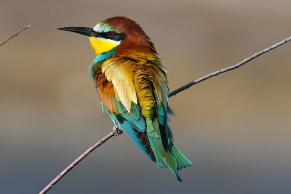 European Bee-eater