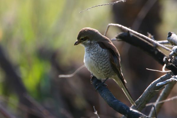 Red-backed Shrike