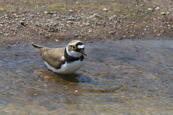 Little Ringed Plover