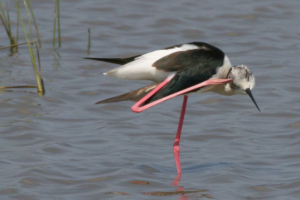 Black-winged or Ceylon Stilt
