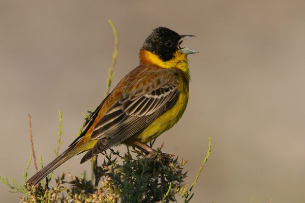 Black-headed Bunting