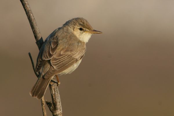 Cetti's Warbler