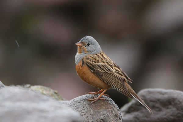 Ortolan Bunting
