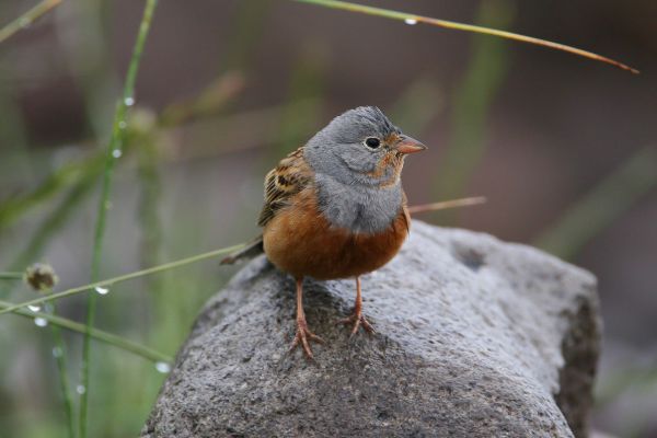 Ortolan Bunting