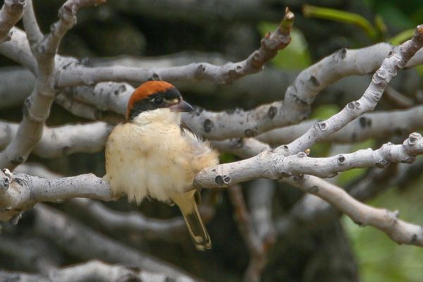 Woodchat Shrike