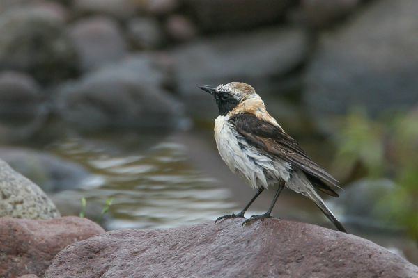 Western Black-eared Wheatear