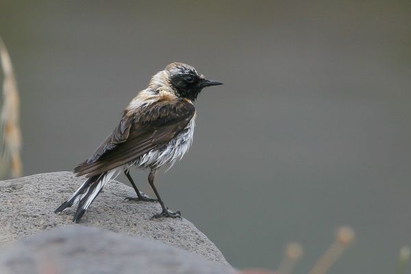 Western Black-eared Wheatear