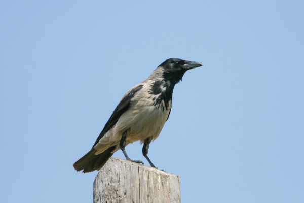 Hooded Crow