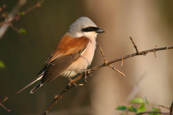 Woodchat Shrike