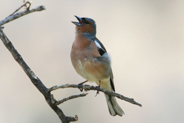 Chaffinch
