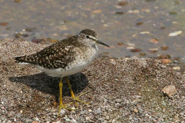 Wood Sandpiper