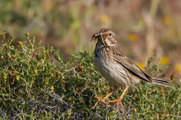 Corn Bunting