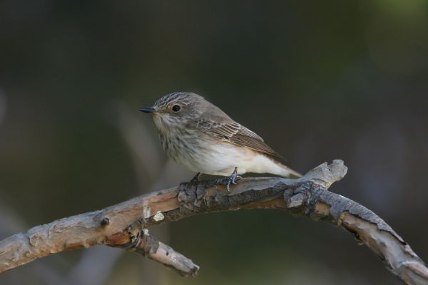 Spotted Flycatcher