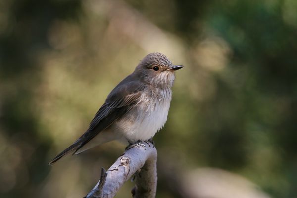 Spotted Flycatcher