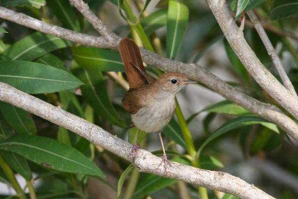 Common Nightingale
