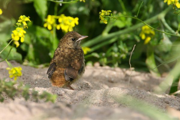 Common Nightingale