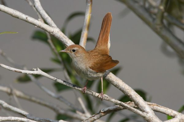 Common Nightingale