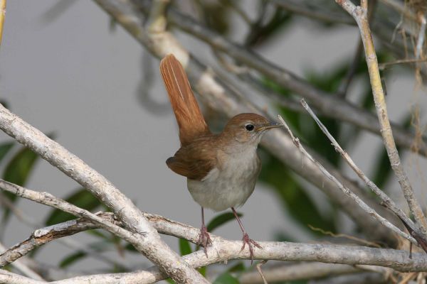 Common Nightingale