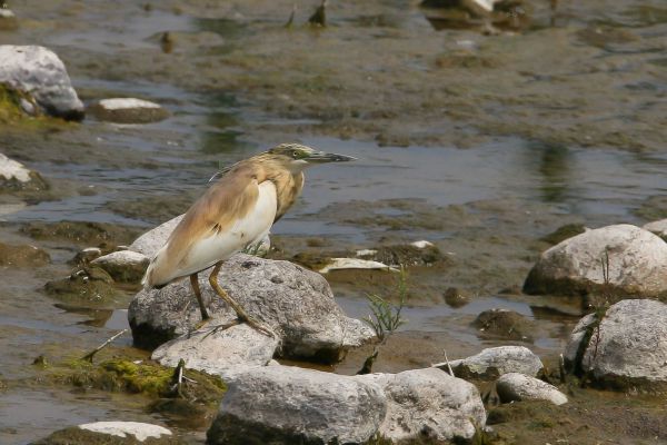 Squacco Heron