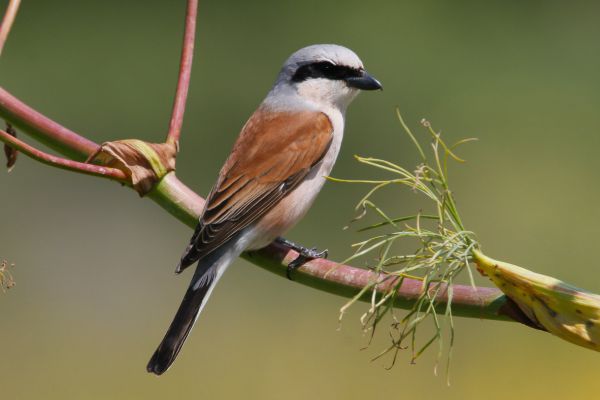 Woodchat Shrike