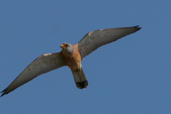 Red-footed Falcon