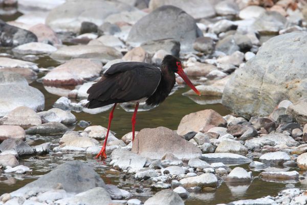 Black Stork