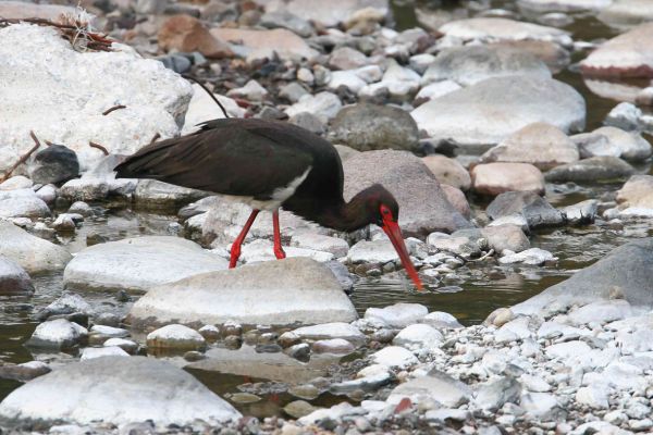 Black Stork