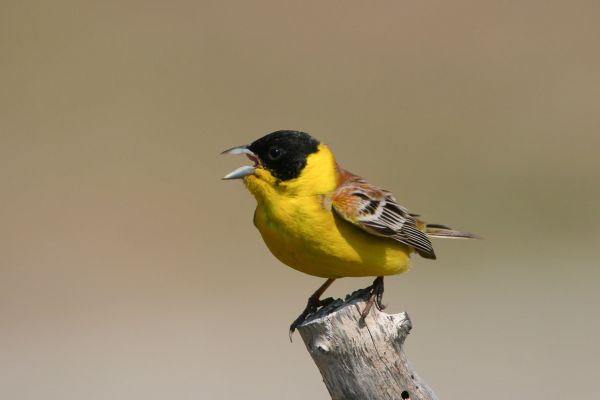 Black-headed Bunting