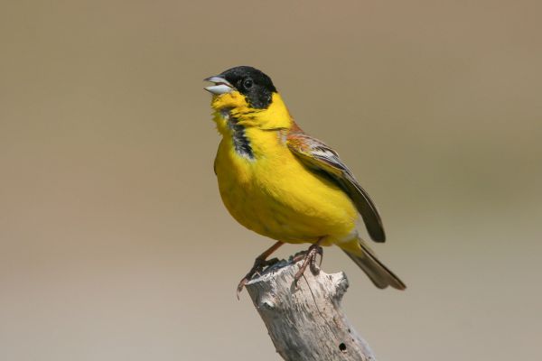 Black-headed Bunting