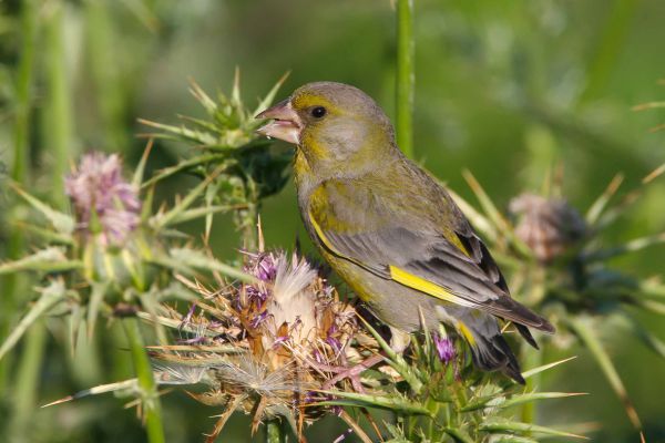 European Greenfinch