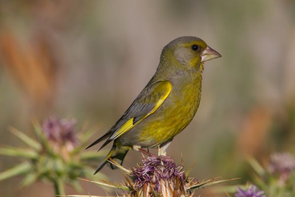 European Greenfinch