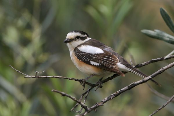 Masked Shrike