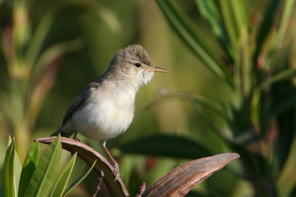 Eastern Olivaceous Warbler
