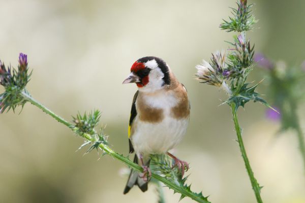 European Goldfinch