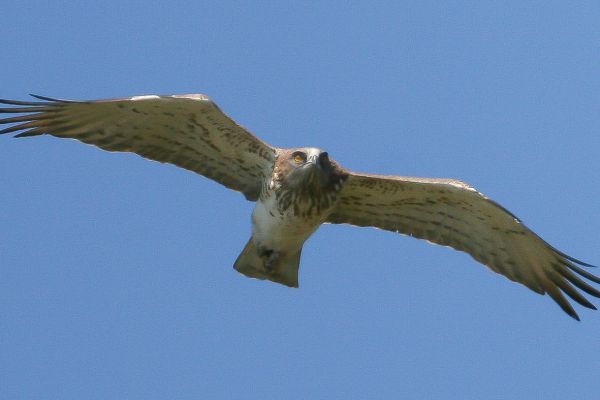Short-toed Snake-Eagle