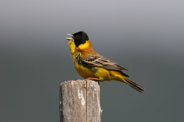 Black-headed Bunting