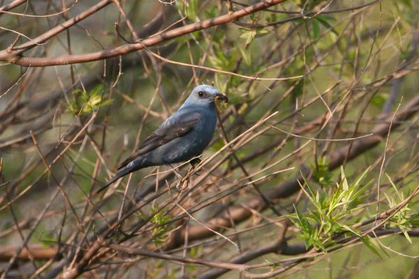 Blue Rock-Thrush