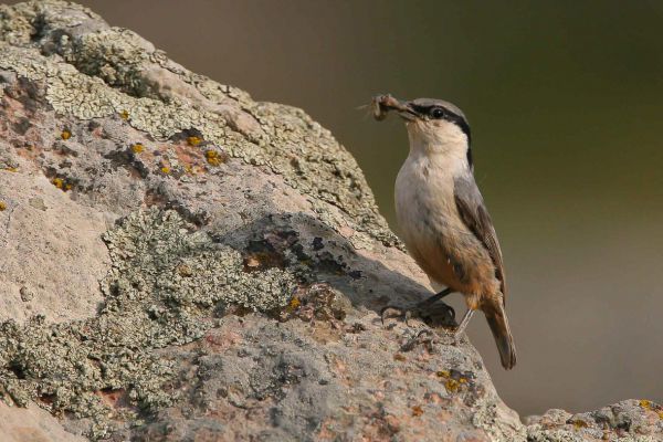 Western Rock-Nuthatch