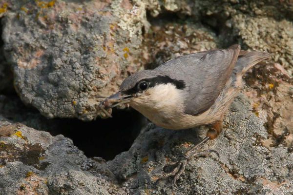 Western Rock-Nuthatch