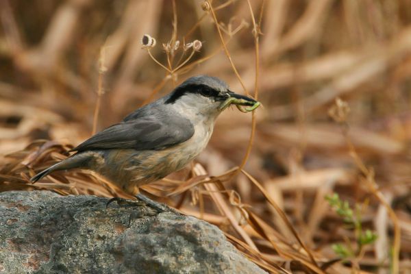 Western Rock-Nuthatch